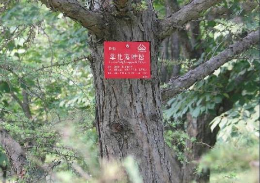 华北落叶松无性系-85277