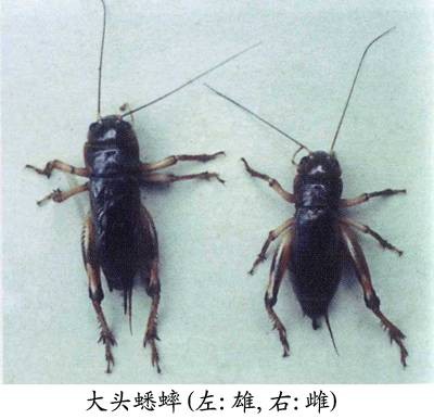 大头蟋蟀