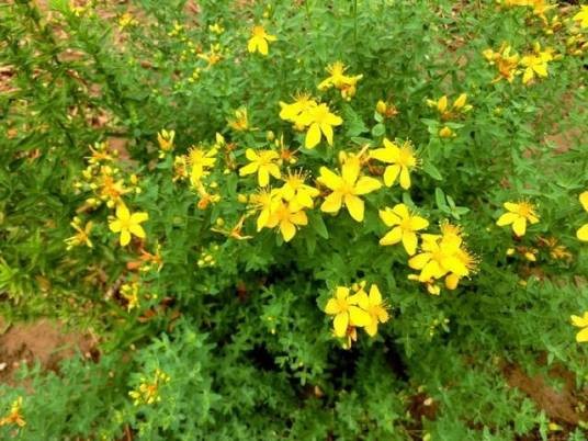 胭脂草