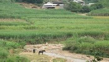 马田村(云南省保山市隆阳区杨柳乡下辖村)