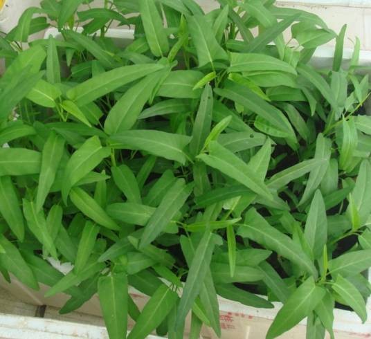 台湾柳叶菜