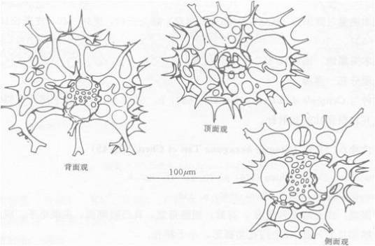 灌木八门孔虫