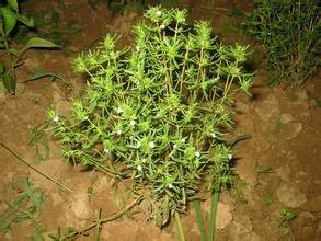 欧洲风轮菜