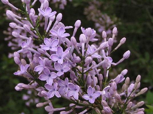 野丁香(紫茉莉科紫茉莉属植物)