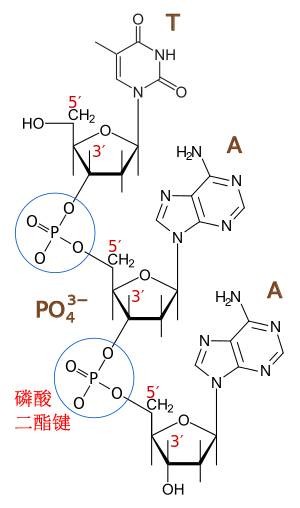 磷酸二酯键