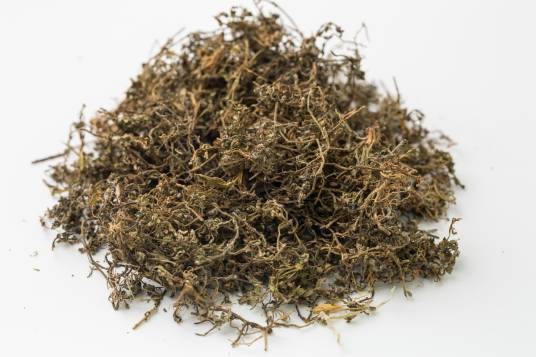 鹅仔不食草