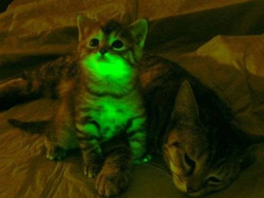 夜光猫