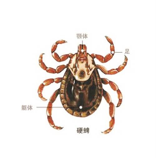 蜱的特点及预防控制知识