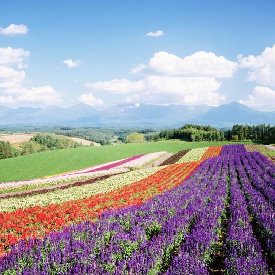 宝莲洞花卉基地