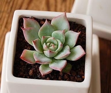 杨贵妃（景天科拟石莲花属植物）