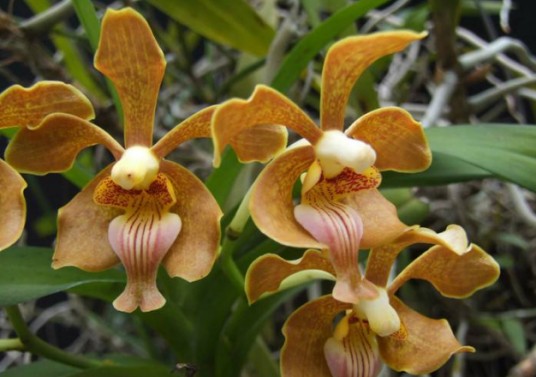 vanda