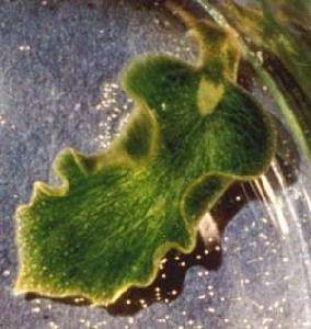 绿叶海蜗牛