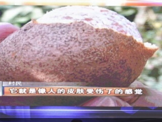 水泥橘