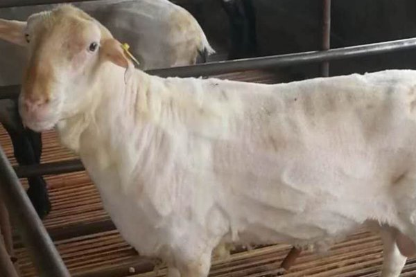 老眼昏花一当十指什么生肖