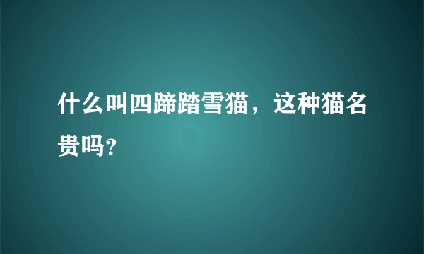 什么叫四蹄踏雪猫，这种猫名贵吗？