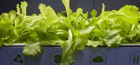 女子建植物工厂,让菠菜一年长22茬!这样的菜你能吃吗?