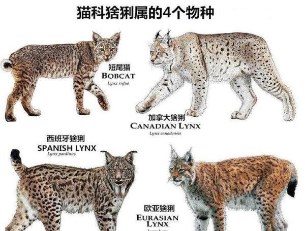 有点离谱,缅因猫竟因太胖被误当猞猁?猞猁和猫都表示很无语