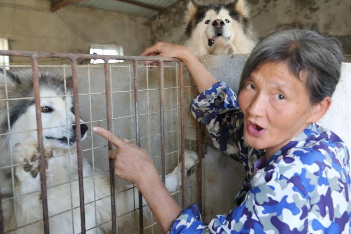 老人救狗20年,欠60万卖房住亲戚家!老人身上有哪些可贵的品质?