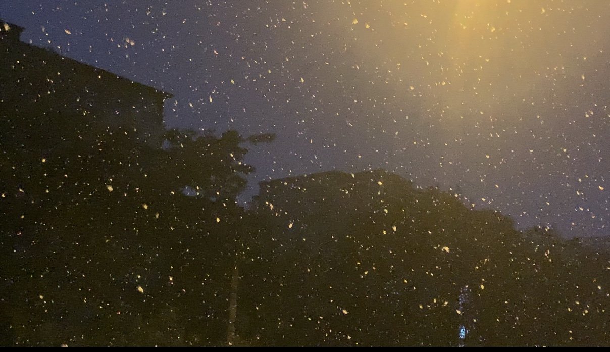 2021年,成都迎来了第一场雪!这场雪给这座城增添了哪些特别之处?