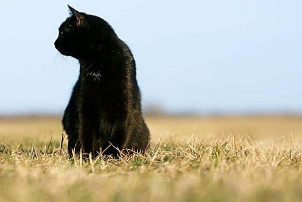 俄罗斯一黑猫逼退棕熊，两者谁的杀伤力更大？