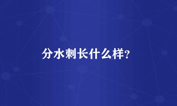 分水刺长什么样？