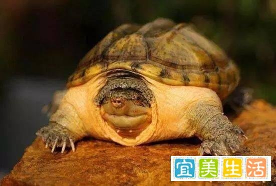 哪些宠物既便宜又好养?十大便宜好养的宠物!