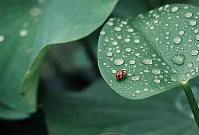 雨生百谷下一句是什么
