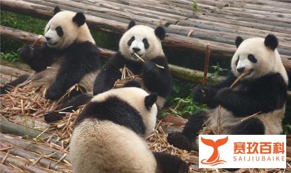 成都一大熊猫因长相潦草走红 网友：梳了两条冲天辫？