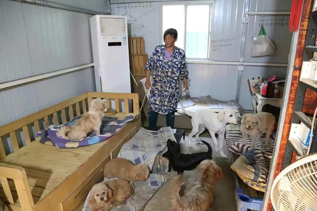 老人救狗20年,欠60万卖房住亲戚家!老人身上有哪些可贵的品质?