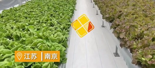 女子建植物工厂，让菠菜一年长22茬！这样的菜你能吃吗？