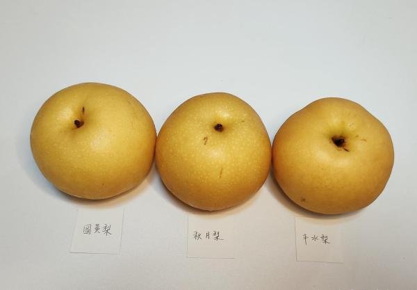 黄皮梨测评之圆黄梨、秋月梨、丰水梨