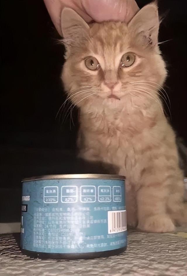北京一男子投喂三腿猫半月发现收养纸条,男子看到纸条时作何反应