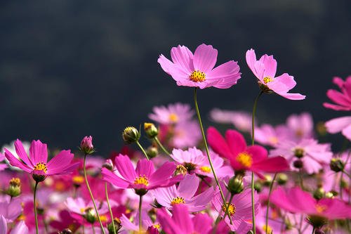波斯菊的花语