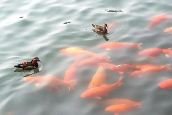 鱼水之情的意思