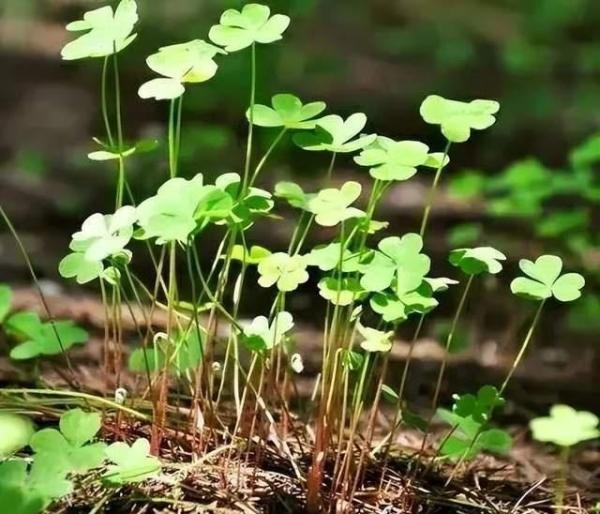上海外滩长草,究竟意味着什么?