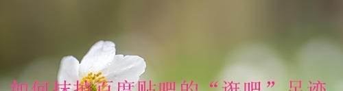 如何抹掉百度贴吧的“逛吧”足迹？