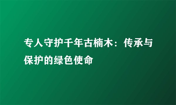 专人守护千年古楠木：传承与保护的绿色使命