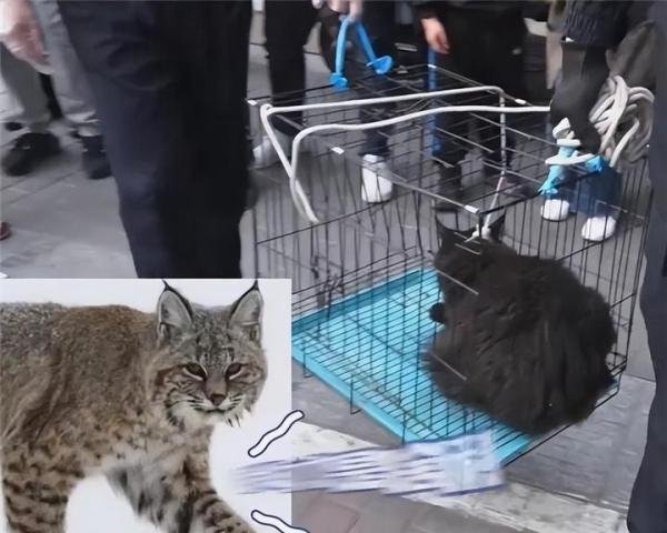 有点离谱,缅因猫竟因太胖被误当猞猁?猞猁和猫都表示很无语