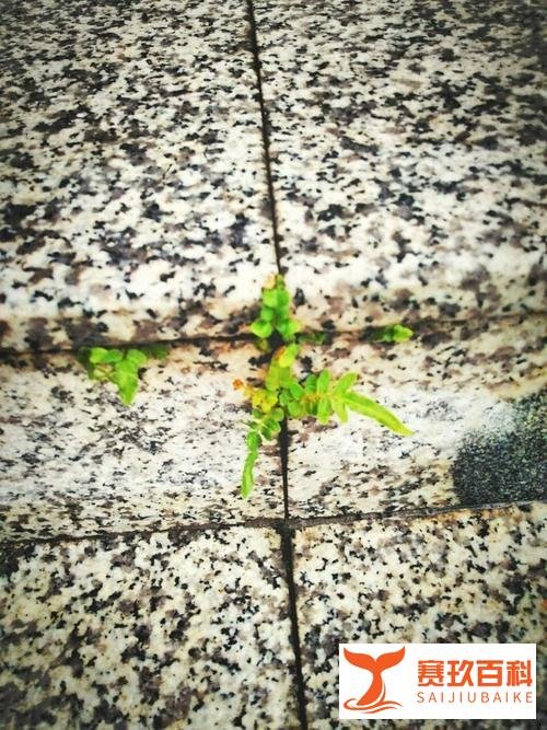 推荐名篇阅读1:夏衍的《野草》