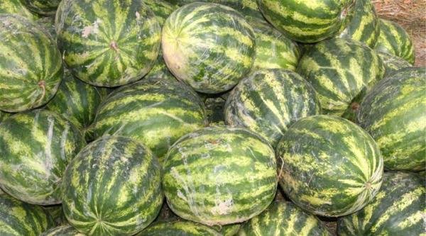 西瓜膨大期用什么复合肥好?西瓜结果期用什么冲施肥好?
