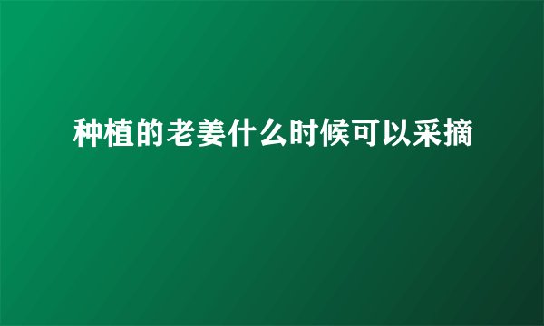 种植的老姜什么时候可以采摘