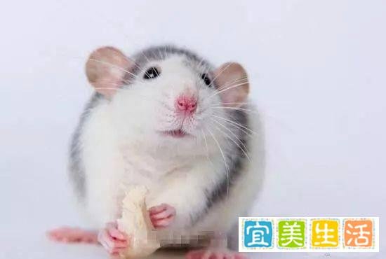 哪些宠物既便宜又好养?十大便宜好养的宠物!