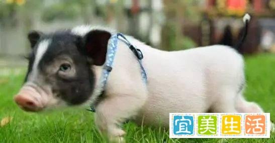 哪些宠物既便宜又好养?十大便宜好养的宠物!