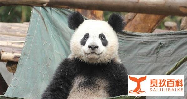 成都一大熊猫因长相潦草走红 网友：梳了两条冲天辫？