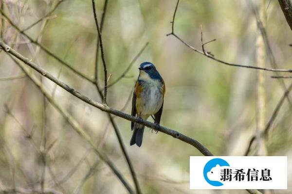 河南十大野鸡大专排名-河南十大最乱大专学校