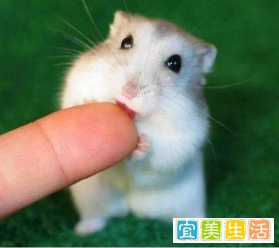 哪些宠物既便宜又好养?十大便宜好养的宠物!