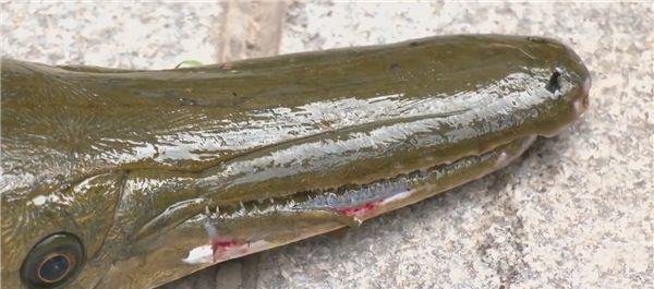 抽干湖水 如此大费周章抓一条鱼值得吗?