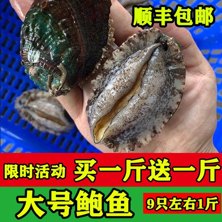 鲍鱼多少钱一斤?