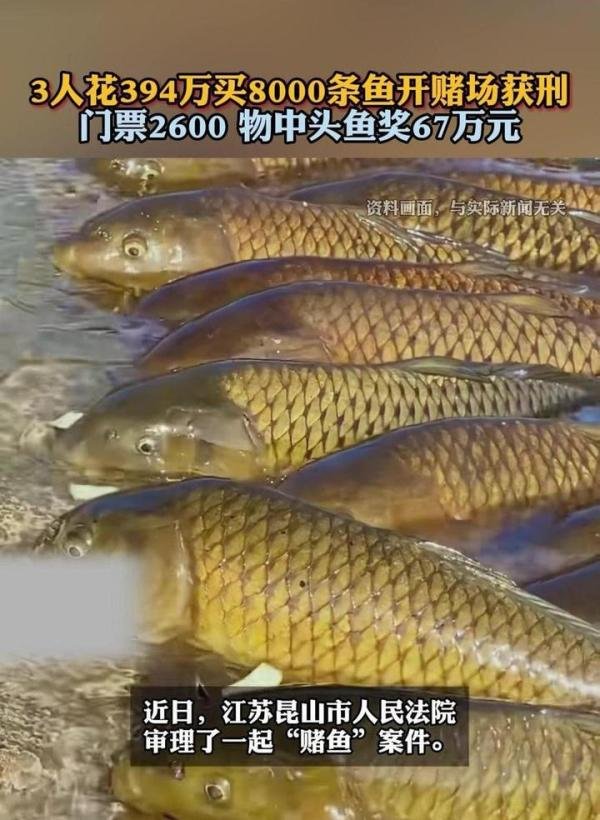 3人花394万买8000条鱼开赌场获刑！