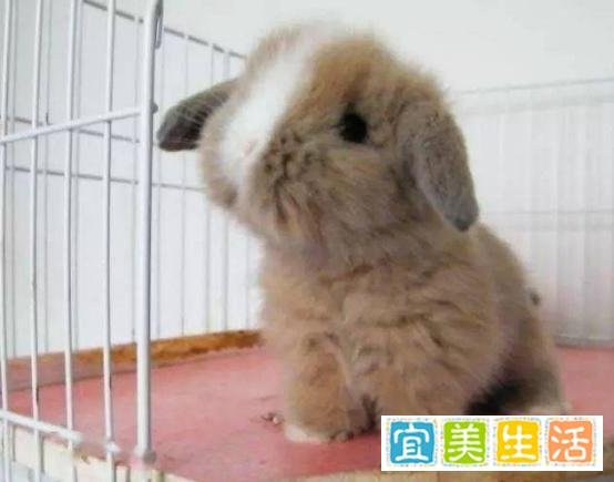 哪些宠物既便宜又好养？十大便宜好养的宠物！